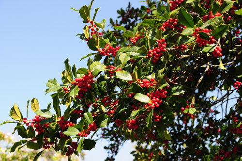 American Holly